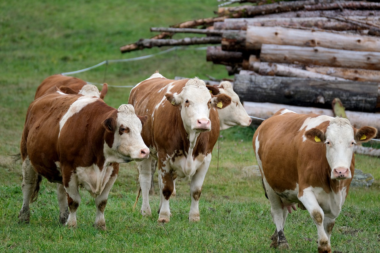 cow, cattle, livestock-5717273.jpg