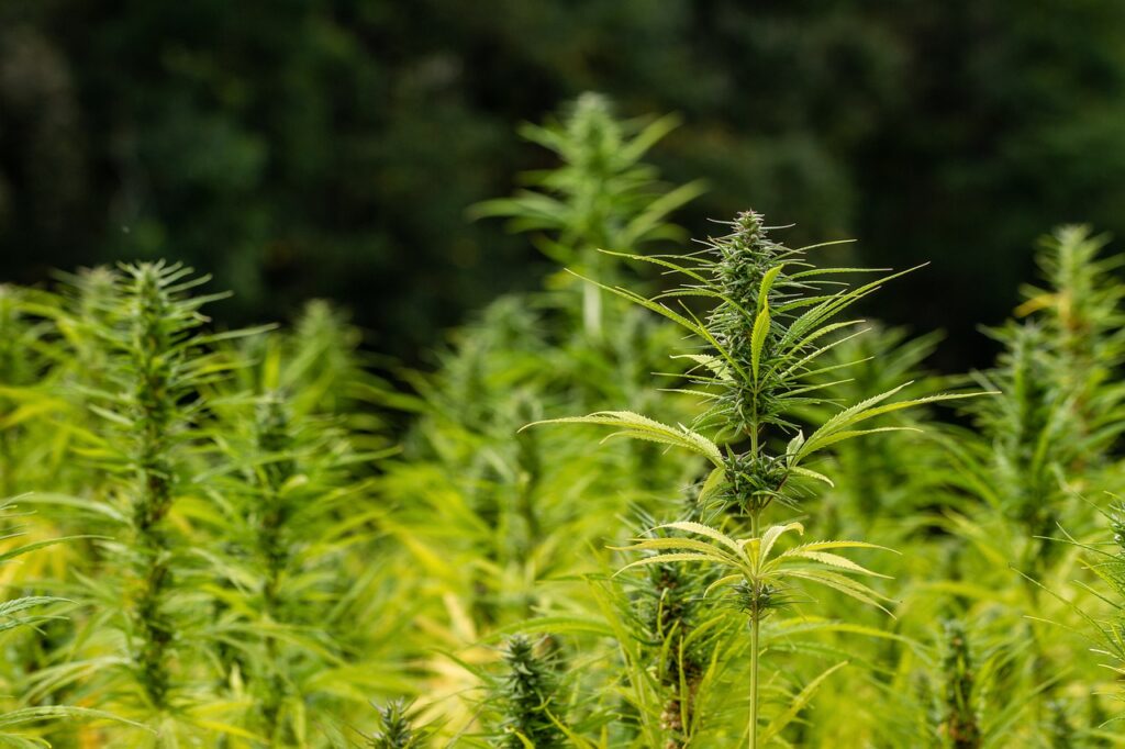 hemp, crop, agriculture-4438794.jpg