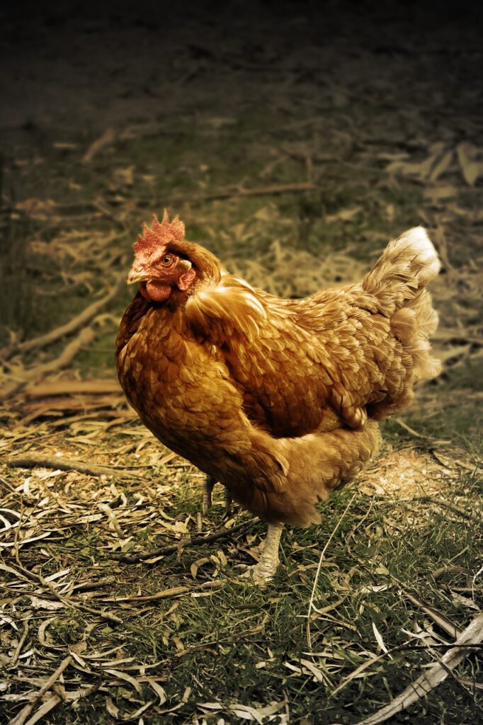 hen, chicken, farmyard-451984.jpg