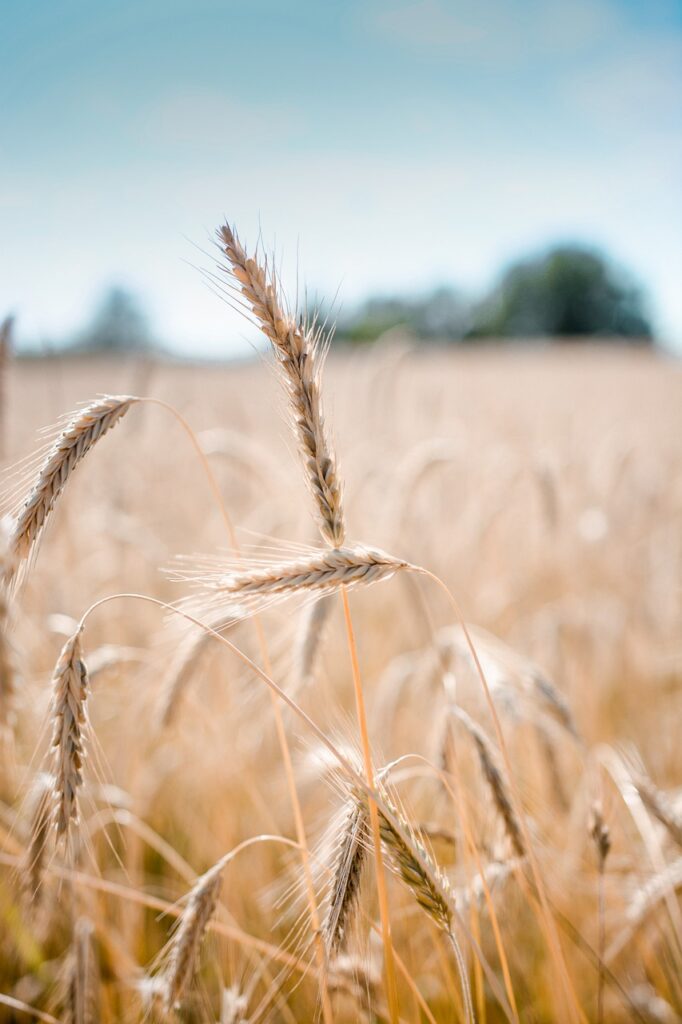 wheat, crop, field-5996781.jpg
