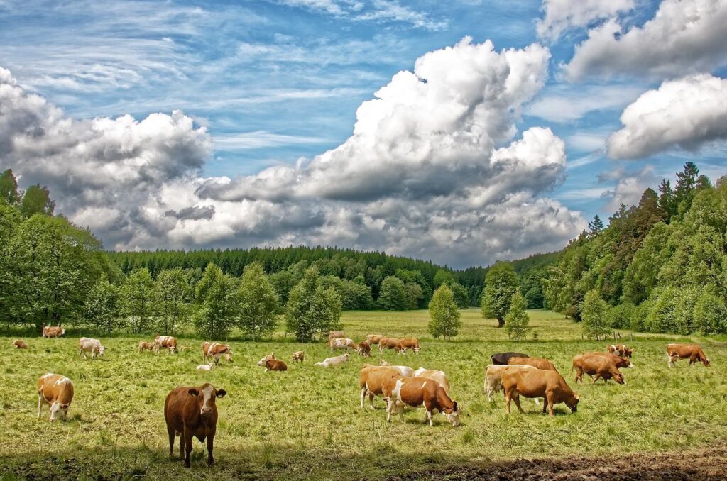 cows, cow herd, pasture-3698180.jpg