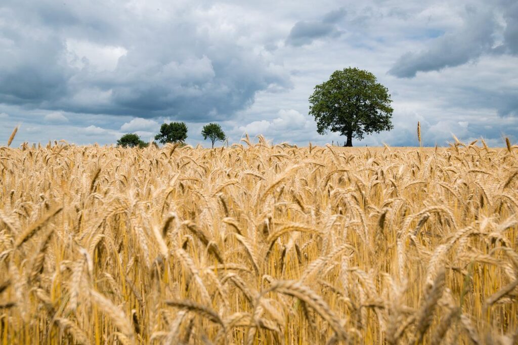 wheat, field, wheat field-2549245.jpg