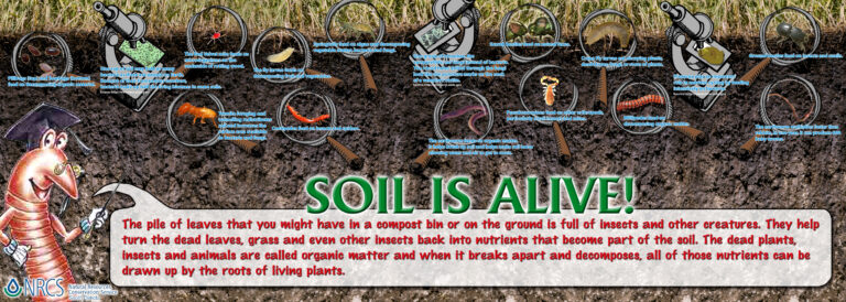Soil_Biology_poster_7894542354
